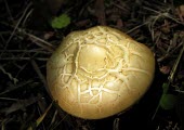 Mushroom Fungi,mushroom,fruiting body