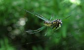 Orchard Orbweaver (Leucauge venusta) Orchard orbweaver,spider,Arachnidae,web