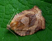 Oblique-banded Leafroller Moth? (cf. Choristoneura rosaceana) Oblique-banded leafroller moth,Choristoneura rosaceana,moth