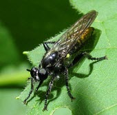 Bee-like Robber Fly (Laphria index) Laphria index,Bee-like robber fly,insects