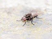 Fly insects,close-up,macro