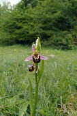 Bee orchid Orchids,flowers,Orchidaceae,Not Evaluated,IUCN Red List,Plantae,Europe,Rock,Africa,Tracheophyta,Asia,Ophrys,CITES,Orchidales,Terrestrial,Appendix II,Forest,Liliopsida,Photosynthetic,Sand-dune