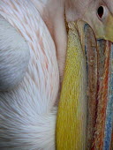 White pelican close-up,bill,birds,pelican,Terrestrial,Pelecanus,Asia,Aquatic,Pelecaniformes,Pelecanidae,Africa,Chordata,onocrotalus,Animalia,Flying,Salt marsh,Aves,Wetlands,Carnivorous,Ponds and lakes,Least Concern