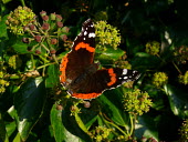 red admiral sunbathing butterflies,perching,Nymphalidae,Brush-Footed Butterflies,Lepidoptera,Butterflies, Skippers, Moths,Arthropoda,Arthropods,Insects,Insecta,Urban,North America,Europe,Flying,Common,Fluid-feeding,Agricult