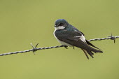Mangrove swallow perched on fence perched,green,"Paul B Jones 2014",Belize "Chan Chich"
