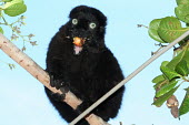 Eulemur flavifrons, male Eulemur flavifrons,blue-eyed black lemur,critically endangered,Wild
