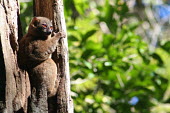 Lepilemur sahamalazensis, male in tree hole Lepilemur sahamalazensis,Sahamalaza sportive lemur,critically endangered,Wild