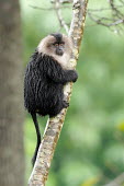 Lion-tailed macaque in tree Lion-tailed macaque,Macaca silenu,Western Ghats,India,monsoon,rain,monkey,threatened,endangered,animal,animalia,asia,biodiversity hotspot,bizarre,black,cercopithecidae,chordate,close up,colour,day,end