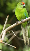 Red-fronted parakeet, perched on branch, front view perched,close-up,front view,Cyanoramphus cookii,Animalia,Vulnerable,Terrestrial,Cyanoramphus,novaezelandiae,cookii,Australia,Aves,Psittacidae,Flying,Psittaciformes,Chordata,Omnivorous,IUCN Red List