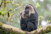 Lion-tailed macaque in the rain Lion-tailed macaque,Macaca silenu,Western Ghats,India,monsoon,rain,monkey,threatened,endangered,animal,animalia,asia,biodiversity hotspot,bizarre,black,cercopithecidae,chordate,close up,colour,day,end