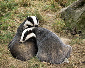 Badger pair grooming Mustelid,badger,Meles meles,grooming,British Wildlife Centre,Lingfield,Surrey,allogrooming,mustelidae,behaviour,carnivore,mammal,Captive,Carnivores,Carnivora,Mammalia,Mammals,Chordates,Chordata,Weasel