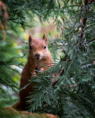 Red squirrel eating a berry squirrel,Red squirrel,Sciurus vulgaris,tree,pine,berry,eating,British Wildlife Centre,Lingfield,Surrey,behaviour,cute,feeding,mammal,Captive,Chordates,Chordata,Squirrels, Chipmunks, Marmots, Prairie D