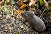 Young water vole emerging from a hole water vole,Arvicola terrestris,young,bank,stream,Arundel,Sussex,mammals,Muridae,mammal,cute,Wild,Europe,Ponds and lakes,Chordata,amphibius,Arvicola,Wildlife and Conservation Act,Herbivorous,Mammalia,W