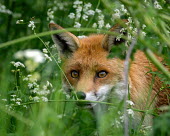 Fox portrait fox,red,Vulpes vulpes,cow parsley,Anthriscus sylvestris,grass,British Wildlife Centre,Lingfield,Surrey,hiding,looking,close-up,mammal,carnivore,Captive,Chordates,Chordata,Mammalia,Mammals,Carnivores,C