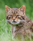 Scottish Wildcat portrait cat,feline,Scottish Wildcat,Felis Silvestris,kitten,grass,British Wildlife Centre,Lingfield,Surrey,felidae,carnivores,British wildlife,sitting,mammal,Captive