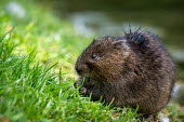 Water vole eating grass facing left water vole,Arvicola terrestris,bank,stream,Arundel,Sussex,eating,eating grass,Muridae,mammal,Wild,Europe,Ponds and lakes,Chordata,amphibius,Arvicola,Wildlife and Conservation Act,Herbivorous,Mammalia,