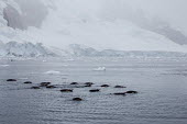 Group of Adlie penguins swimming in sea iceberg,landscape,Wild,Spheniscidae,Penguins,Chordates,Chordata,Aves,Birds,Ciconiiformes,Herons Ibises Storks and Vultures,Pygoscelis,Carnivorous,Aquatic,Coastal,Shore,adeliae,South America,Near Threa