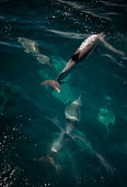 Long-beaked common dolphins from above underwater,high angle,Wild,Mammalia,Mammals,Oceanic Dolphins,Delphinidae,Chordates,Chordata,Cetacea,Whales, Dolphins, and Porpoises,Cetartiodactyla,Carnivorous,Pacific,Indian,Animalia,Delphinus,Append