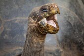 Galapagos giant tortoise with open mouth Charles Darwin Research Station,Española,mouth open,tongue,head detail,portrait,Captive,Reptilia,Reptiles,Chordates,Chordata,Turtles,Testudines,Tortoises,Testudinidae,Appendix I,Herbivorous,Scrub,Che