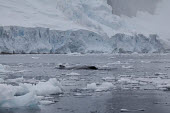 Humpack whale at surface amongst sea ice surfacing,sea ice,Wild,Rorquals,Balaenopteridae,Cetacea,Whales, Dolphins, and Porpoises,Chordates,Chordata,Mammalia,Mammals,South America,North America,South,Asia,Australia,Pacific,Africa,Aquatic,Part
