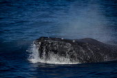 Humpback whale at surface showing mouth detail surfacing,mouth detail,Wild,Rorquals,Balaenopteridae,Cetacea,Whales, Dolphins, and Porpoises,Chordates,Chordata,Mammalia,Mammals,South America,North America,South,Asia,Australia,Pacific,Africa,Aquatic