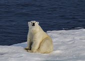 Male polar bear sitting on sea ice male,sitting,sea ice,Wild,Chordates,Chordata,Bears,Ursidae,Mammalia,Mammals,Carnivores,Carnivora,Snow and ice,North America,Europe,maritimus,Vulnerable,Carnivorous,Terrestrial,Ursus,Asia,Animalia,Ocea