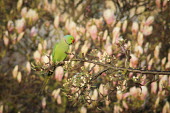 Male ring-necked parakeet on branch Rose-ringed parakeet,male,invasive species,non-native species,Wild,Parakeets, Macaws, Parrots,Psittacidae,Chordates,Chordata,Parrots,Psittaciformes,Aves,Birds,Temperate,Herbivorous,Africa,Scrub,Least