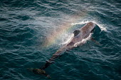 Short-finned pilot whale at surface with rainbow surface,rainbow,Wild,Chordates,Chordata,Oceanic Dolphins,Delphinidae,Cetacea,Whales, Dolphins, and Porpoises,Mammalia,Mammals,Appendix II,Indian,macrorhynchus,Animalia,Pacific,Carnivorous,Globicephala