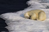 Polar bear sleeping on ice sleeping,ice,Wild,Chordates,Chordata,Bears,Ursidae,Mammalia,Mammals,Carnivores,Carnivora,Snow and ice,North America,Europe,maritimus,Vulnerable,Carnivorous,Terrestrial,Ursus,Asia,Animalia,Ocean,Tundra