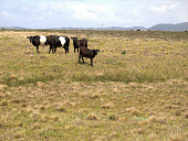 Dutch Belted heifers and Angus CalvesPoint Reyes cows,agriculture,farming,grazing