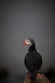 Puffin, rear view rear-view,Wild,Ciconiiformes,Herons Ibises Storks and Vultures,Alcidae,Auks, Murres, Puffins,Aves,Birds,Chordates,Chordata,Flying,Carnivorous,Animalia,Common,Atlantic,Ocean,Terrestrial,Coastal,Charadr