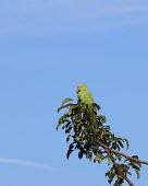 Ring-necked parakeet perched in tree Rose-ringed parakeet,male,invasive species,non-native species,Wild,Parakeets, Macaws, Parrots,Psittacidae,Chordates,Chordata,Parrots,Psittaciformes,Aves,Birds,Temperate,Herbivorous,Africa,Scrub,Least