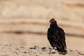 Turkey vulture, rear view rear view,Wild,Aves,Birds,Ciconiiformes,Herons Ibises Storks and Vultures,Storks,Ciconiidae,Chordates,Chordata,Desert,Carnivorous,Tropical,Least Concern,Cathartes,Animalia,Falconiformes,aura,South Ame