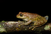 Ghatixalus asterops Ghatixalus asterops,Wild,Ghat tree frog