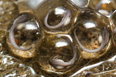 Indirana sp. Eggs Indirana,tadpoles,eggs,gills,Wild