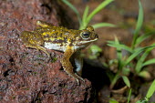 Xanthophryne koynayensis Xanthophryne koynayensis,Anura,Frogs and Toads,Bufonidae,Toads,Amphibians,Amphibia,Chordates,Chordata,Terrestrial,Animalia,Fresh water,Forest,Streams and rivers,Riparian,Xanthophryne,Asia,Endangered,A