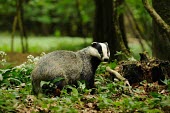 Badger (Meles meles) Badger,Meles meles,Carnivores,Carnivora,Mammalia,Mammals,Chordates,Chordata,Weasels, Badgers and Otters,Mustelidae,Europe,meles,Temperate,Animalia,Meles,Coastal,Species of Conservation Concern,Scrub,W