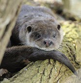 Common otter (Lutra lutra) Common otter,Lutra lutra,Mammalia,Mammals,Weasels, Badgers and Otters,Mustelidae,Carnivores,Carnivora,Chordates,Chordata,Animalia,Terrestrial,Wildlife and Conservation Act,Appendix I,Ponds and lakes,A
