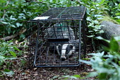 Badger (Meles meles) in TB live vaccination programme Badger,Meles meles,TB,Tuberculosis,Vaccination,Carnivores,Carnivora,Mammalia,Mammals,Chordates,Chordata,Weasels, Badgers and Otters,Mustelidae,Europe,meles,Temperate,Animalia,Meles,Coastal,Species of