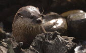 Common otter (Lutra lutra) Common otter,Lutra lutra,Mammalia,Mammals,Weasels, Badgers and Otters,Mustelidae,Carnivores,Carnivora,Chordates,Chordata,Animalia,Terrestrial,Wildlife and Conservation Act,Appendix I,Ponds and lakes,A