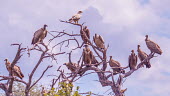 Vultures and eagle Vulture