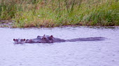 Hippopotamus in water with calf (Hippopotamus amphibius) Hippopotamus,Hippopotamus amphibius,Hippopotamidae,Hippopotamuses,Mammalia,Mammals,Even-toed Ungulates,Artiodactyla,Chordates,Chordata,Appendix II,Aquatic,Ponds and lakes,Omnivorous,Cetartiodactyla,Vu