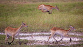 Red lechwe leaping Red lechwe,Kobus leche