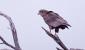 Eagle, Botswana Eagle