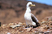Masked booby chick, Ascension Island Masked booby,Sula dactylatra,Gannets and Boobies,Sulidae,Aves,Birds,Pelicans and Cormorants,Pelecaniformes,Chordates,Chordata,Ciconiiformes,Herons Ibises Storks and Vultures,Coastal,Sula,South America