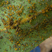 Aphis nerii on Asclepias speciosaRPBG-1 Aphids,pests,oleander aphid,Aphis nerii,introduced species,invasive species,milkweed aphid,insects