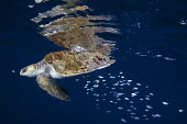 Portrait of a loggerhead turtle with fish shoal swimming alongside, found 5 miles off the coast of Ixtapa. Animals,Guerrero,Ixtapa,Loggerhead Turtle,Macro photography,Mexican Riviera,Mxico,North America,Pacific Ocean,Pat,Sacramento,Wild,Wilderness,Zihuatanejo,fishes,nature,scuba diving,tourism,travel,unde