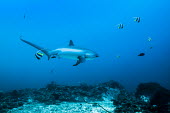 Thresher shark and fish. Cebu,Malapascua,Monad Shoal,Philippines,Photography,Wild,diving,indic ocean,macro,nature,scuba,sea,travel,treasher shark,underwater photography