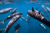 Pod of dolphins swimming underwater Christian Vizl Animals,Dolphin,Dolphins,Pacific Ocean,Photography,Snorkeling,Wide Angle Photography,Wild,nature,ocean,tourism,travel,underwater,Guerrero,Ixtapa,Mxico,North America