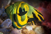 Nudibranch Bugton Bato,Bogton Bato,Cebu,Photography,Wild,diving,indic ocean,macro,nature,scuba,sea,travel,underwater photography,nudibranch,strange,weird,colourful,Malapascua,Philippines